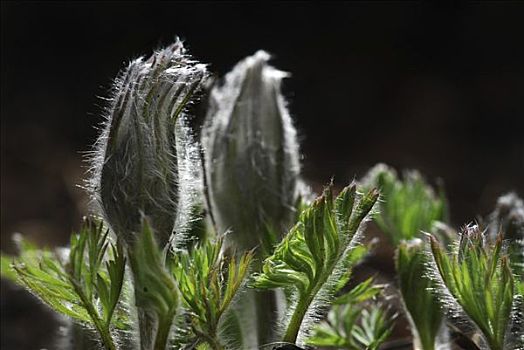 白头翁,白头翁花,芽