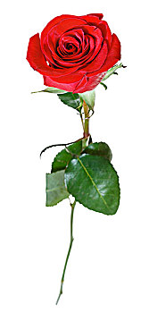 一个,红玫瑰,花,隔绝,白色背景