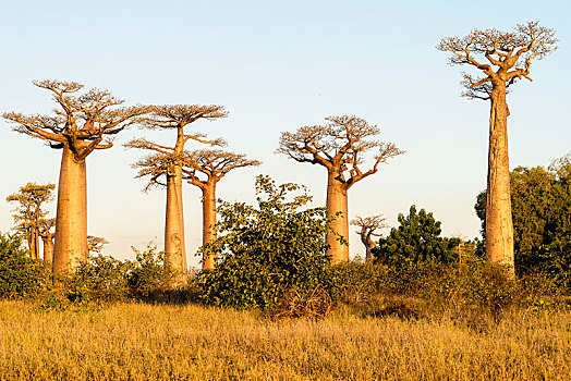 猴面包树,道路,穆龙达瓦,马达加斯加,非洲