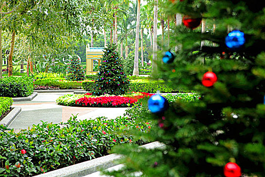 圣诞树,花园