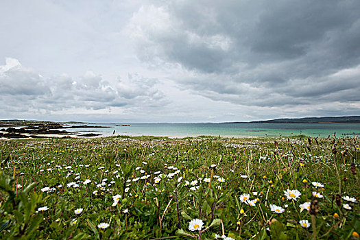 沿岸,风景,雏菊,生动,天空,康纳玛拉,爱尔兰,欧洲