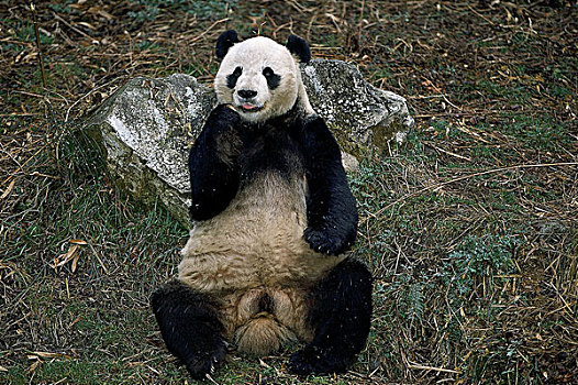 大熊猫,卧龙自然保护区,中国