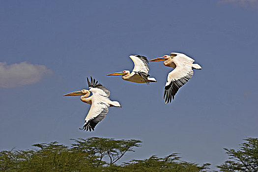 白鹈鹕,群,飞行,纳库鲁湖,肯尼亚