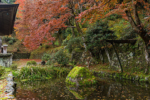 日本,公园,秋季