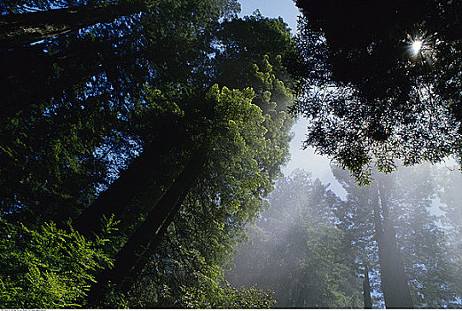 阳光,红杉,加利福尼亚,美国