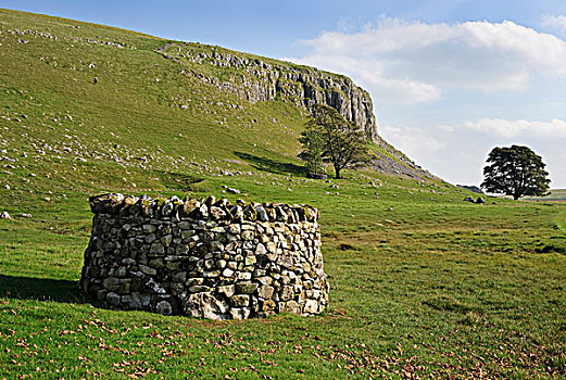 石头,墙壁,树,防护,约克郡谷地,北约克郡,英格兰,英国,欧洲