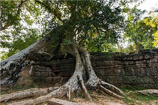 树,塔普伦寺,柬埔寨