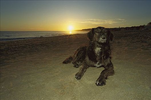 家犬,狗,海滩,日落,阿尔加维,葡萄牙