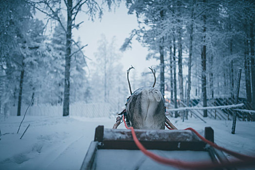 北欧芬兰冬季圣诞老人村里的驯鹿雪橇