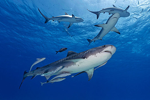 虎鲨,加勒比礁鲨,深海,巴哈马浅滩,巴哈马,中美洲