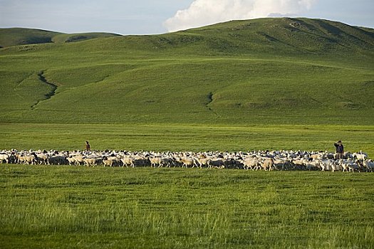 牧羊人,牧群,山羊,绵羊,生态,保存,内蒙古,中国