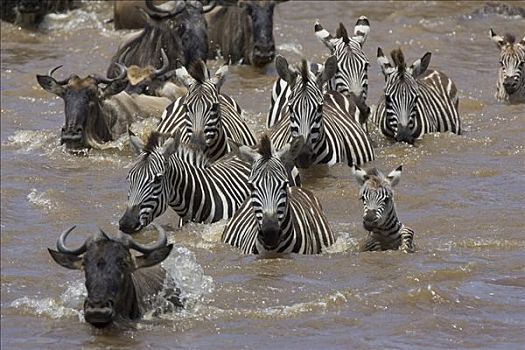 白氏斑马,斑马,牧群,2-3岁,星期,老,小马,蓝角马,角马,迁徙,马拉河,马赛马拉国家保护区,肯尼亚