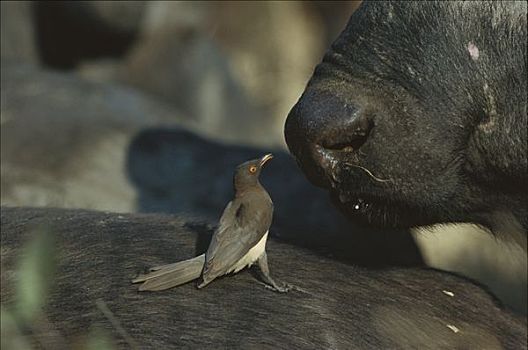 红嘴牛椋鸟,幼小,南非水牛,非洲水牛,冬天,南非