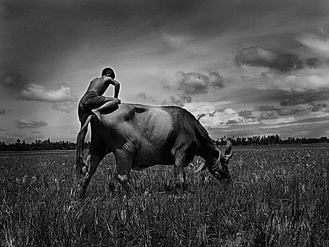 男孩,追逐,水牛,孟加拉,七月,2007年