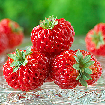 草莓,草莓属