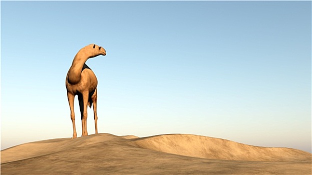 骆驼,看,后面