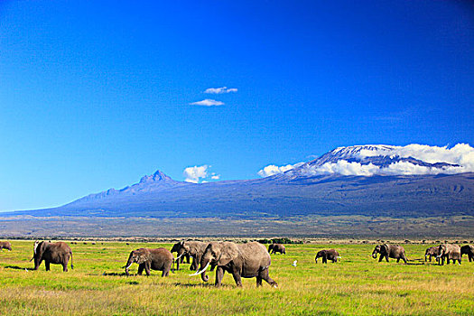 非洲象,山,乞力马扎罗山