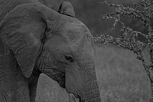 肯尼亚纳库鲁国家公园非洲大象
