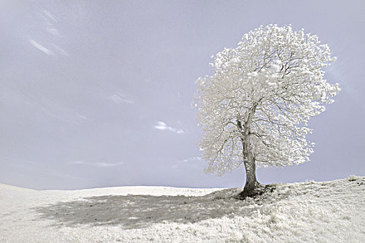 白色,树