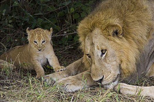 非洲狮,狮子,五个,星期,老,幼兽,成年,雄性,自豪,时间,脆弱,马赛马拉国家保护区,肯尼亚