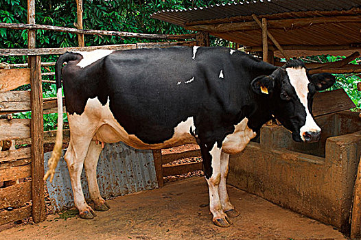 家牛,黑白花牛,弗里斯兰奶牛,母牛,笔,槽,捐赠,慈善,西部,肯尼亚,非洲