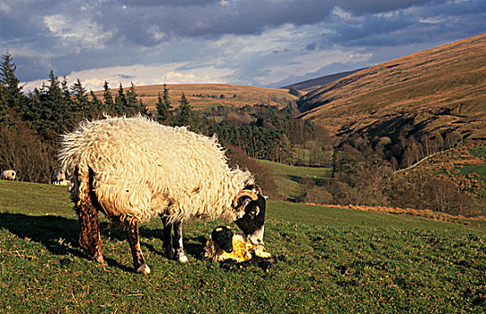 家羊,斯韦达尔,母羊,诞生,羊羔,坎布里亚,英格兰,欧洲