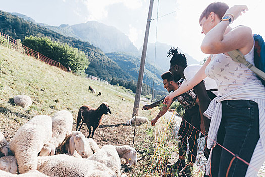 年轻人,远足,朋友,看,绵羊,乡村,地点,特兰提诺阿尔托阿迪杰,意大利