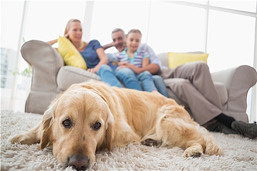 狗,放松,地毯,家庭,背景