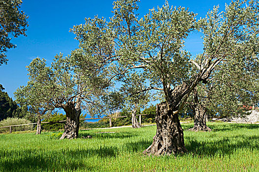橄榄树,欧橄榄,不动产,靠近,瓦尔德摩莎,马略卡岛,巴利阿里群岛,西班牙,欧洲