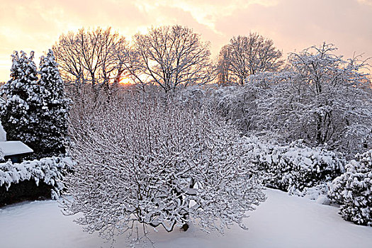 积雪,树,后院