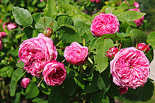 粉色,培育品种,波特兰,玫瑰