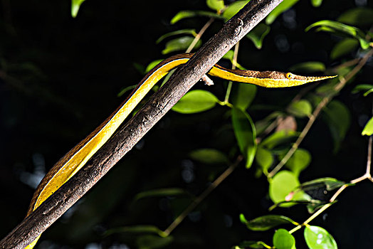 马达加斯加,蛇,国家公园,西北地区,非洲