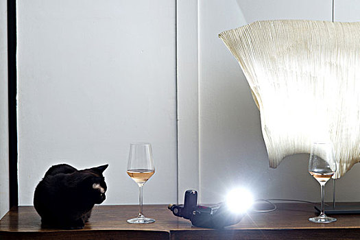 猫,葡萄酒杯,闪光灯