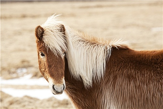 冰岛马,鬃毛,草地