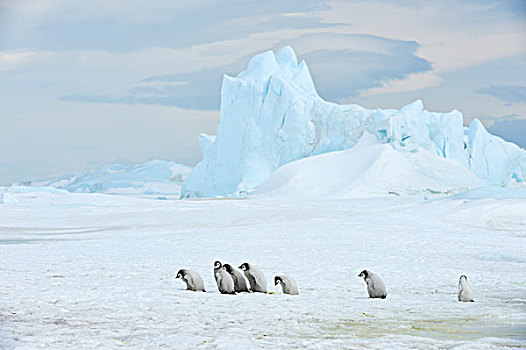 南极,威德尔海,雪丘岛,帝企鹅,企鹅,幼禽,走,冰,冰山,背景