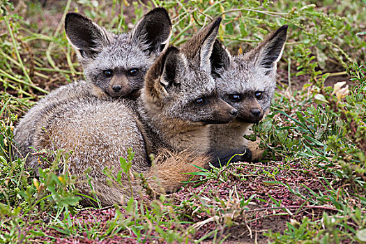 大耳狐,塞伦盖蒂国家公园,坦桑尼亚