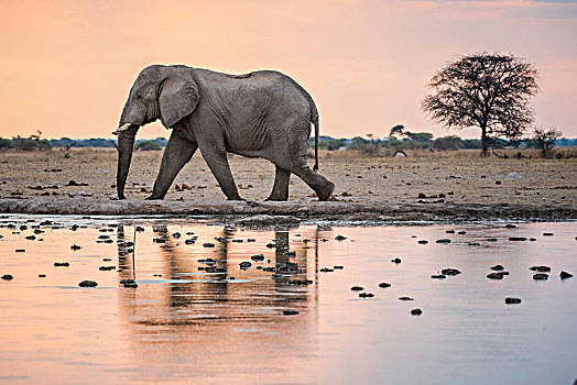非洲象,水坑,国家公园,地区,博茨瓦纳,非洲