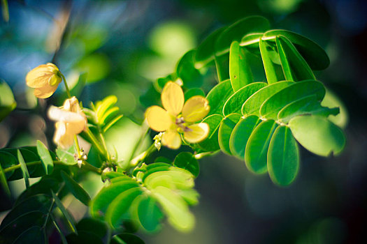 繁花绿荫