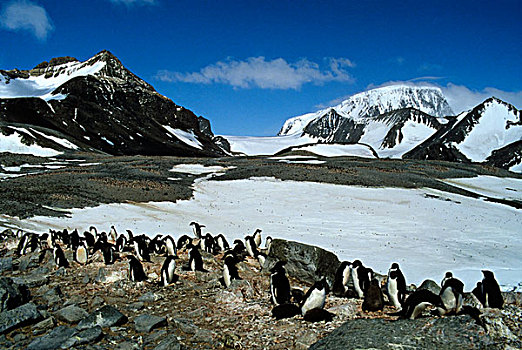 南极,阿德利企鹅,生物群,希望,湾