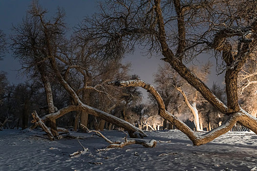 胡杨林,冬季,雪景