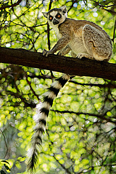 节尾狐猴,坐在树上,枝条