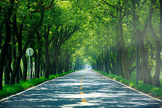 树木,林荫,道路,路,茂盛,阳光,汽车,交通,绿色