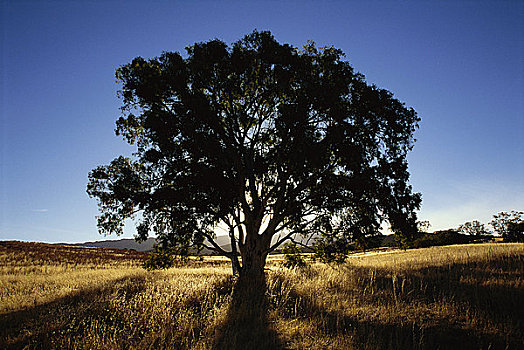 孤木,地点,弗林德斯山国家公园,澳洲南部,澳大利亚