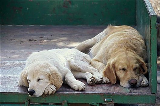 金毛猎犬