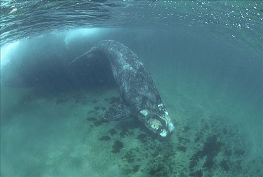 南露脊鲸,水下,瓦尔德斯半岛,阿根廷