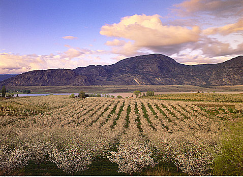 苹果园,开花,靠近,奥克纳根谷,不列颠哥伦比亚省,加拿大