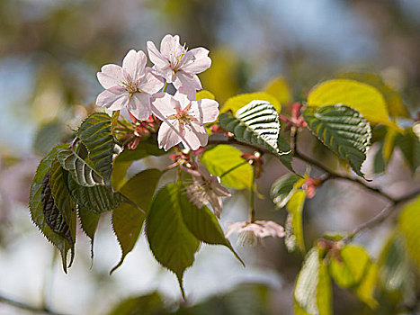 樱花