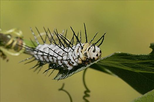 斑马,毛虫