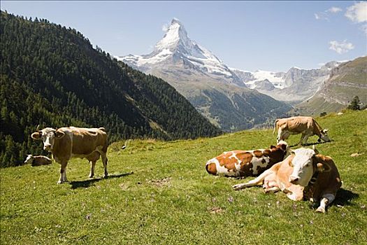 母牛,休息,山坡