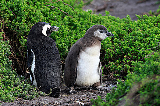 企鹅,非洲企鹅,黑脚企鹅,成年,幼禽,石头,湾,西海角,南非,非洲